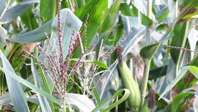 Zea mays green young plants cultivated field food. Organic growing on farm corn in a row 