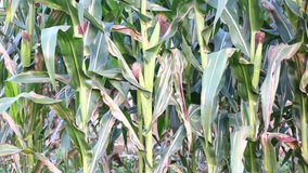 Zea mays green young plants cultivated field food. Organic growing on farm corn in a row 