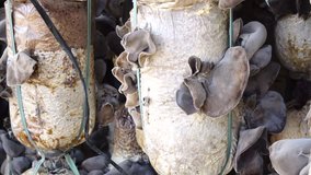 China, Auriculariales or Auricularia auricula-judae or Auricularia polytricha in farm. ( video 4k and slow motion)