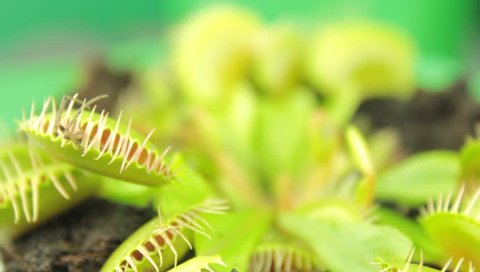 Venus flytrap ( Dionaea muscipula ), carnivorous plant Stock Video