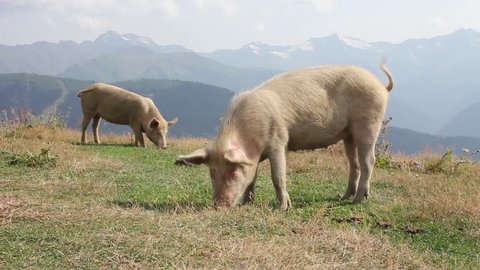 Pigs graze on a mountain pasture