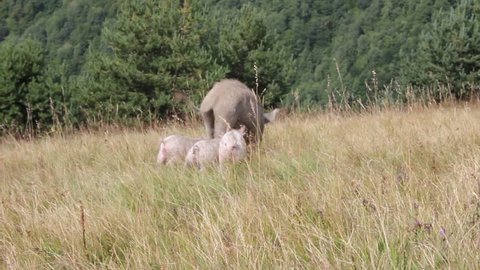 Pig with squealing piglets on a mountain grassland