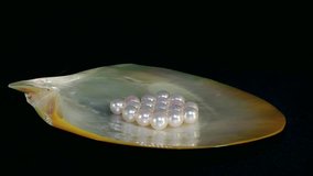 Natural sea akoya pearls on the seashell. white and pink tone, rotation, black background