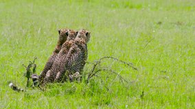 Three Cheetahs Sat In A Line; Maasai Mara Kenya Africa