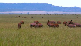 Topi & Savannah Wilderness; Maasai Mara Kenya Africa