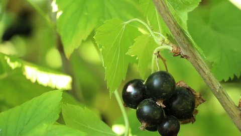 Blackcurrant cassis Ribes nigrum  ripe sweet berries in the garden. Close up. The fruitful branch coated with vitaminous fruits.  Dust on berry.