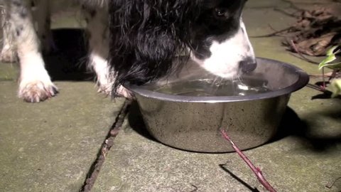 English springer spaniel dog taking a drink from a stainless steel bowl