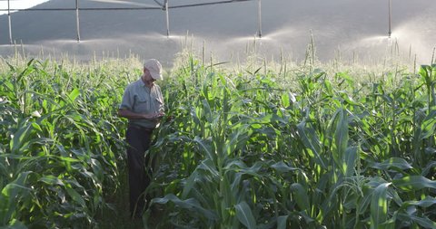4K view of farmer using digital tablet and inspecting an irrigated cornfield