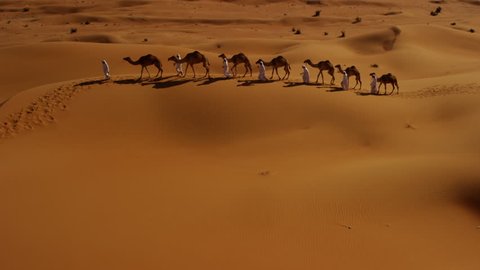 Aerial drone of camels being led by handlers across desert sand dunes