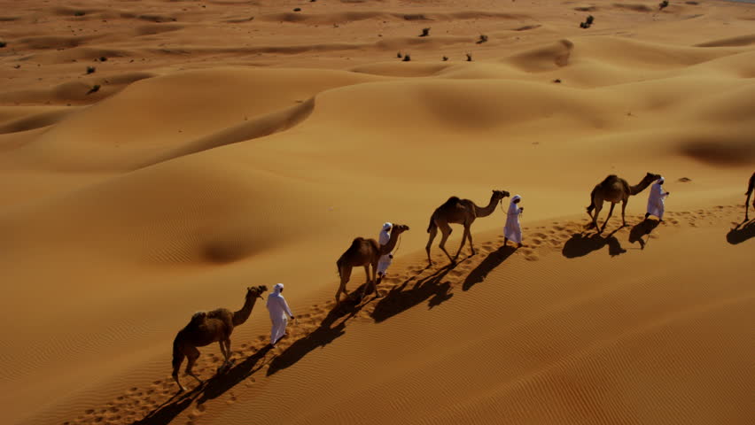 Aerial drone of Middle Eastern male camel owners in desert convoy