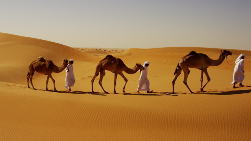 Aerial drone of a convoy of camels with owners across desert sand