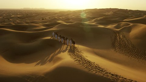 Aerial drone of camels being led by handlers across desert sand dunes