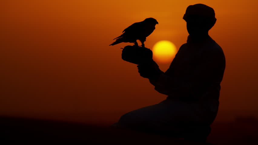 Tethered falcon on gloved wrist of male Arab owner in sunset silhouette
