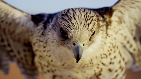 Head of a Saker falcon in Middle Eastern desert