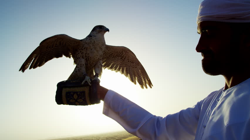 Sunset silhouette Arabic man with bird of prey on desert sands