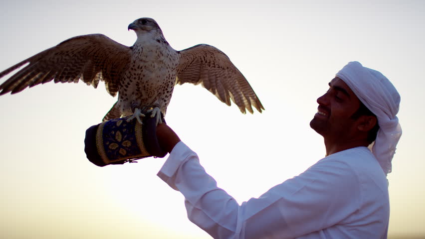 Tethered falcon on gloved wrist of male Arab owner in sunset silhouette