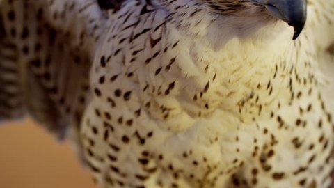 Saker falcon in close up outdoors in Arabian desert location