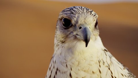 Head of a Saker falcon in Middle Eastern desert