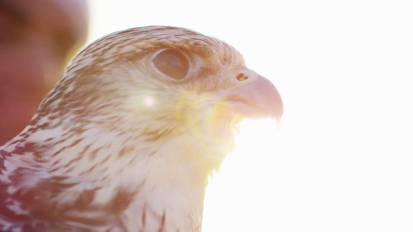 Proud Arab wearing dishdasha with his trained falcon