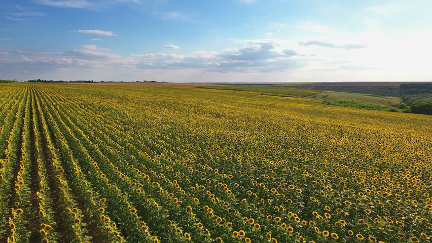 Aerial view of the sunflower field in summer day with clouds on blue sky.