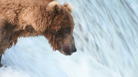 Slow motion of Alaskan brown bear fishing for salmon and catching one at Brooks Falls in Katmai National Park, Alaska