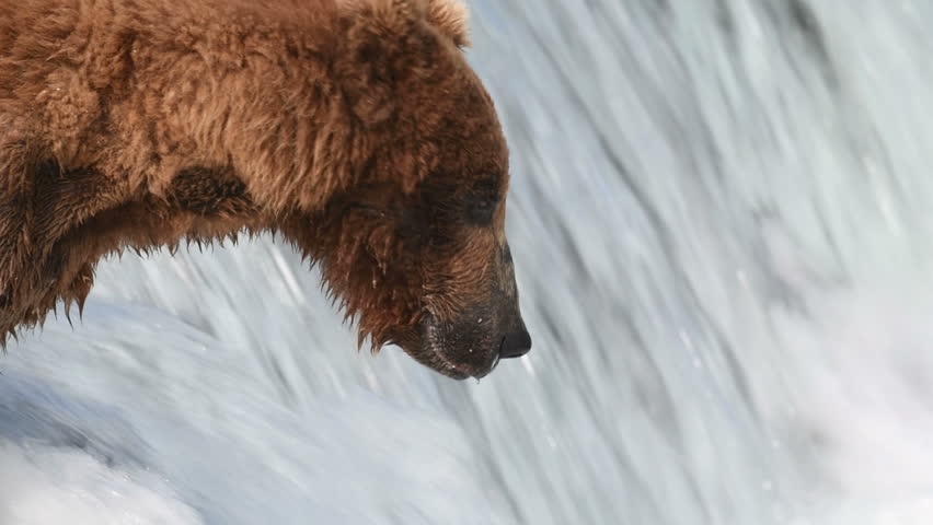 Slow motion of Alaskan brown bear fishing for salmon at Brooks Falls in Katmai National Park, Alaska