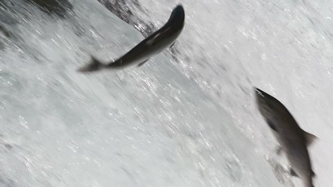Slow motion of hundreds of sockeye salmon leaping into the air to try and get over the waterfalls at Brooks Falls in Katmai National Park, Alaska