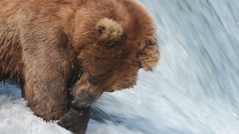 Slow motion of Alaskan brown bear eating a salmon at Brooks Falls in Katmai National Park, Alaska