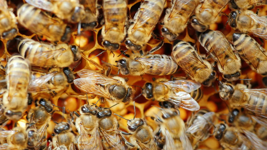 Bee Queen Honey Bee Lays Stock Footage Video 100 Royalty Free Shutterstock