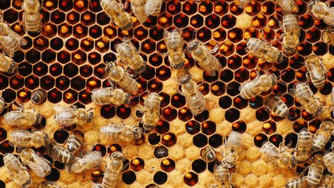 Bees work on honeycomb with honey, some cells already closed