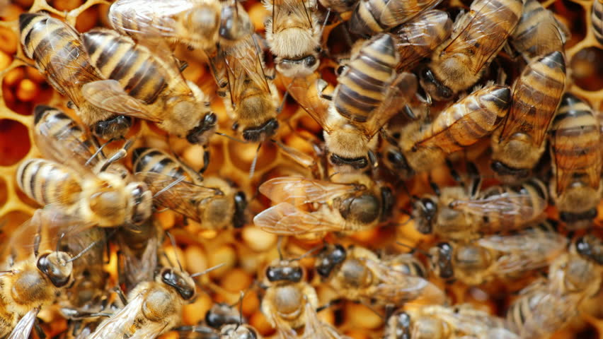 Large Queen Bee Lays Eggs Stock Footage Video 100 Royalty Free Shutterstock