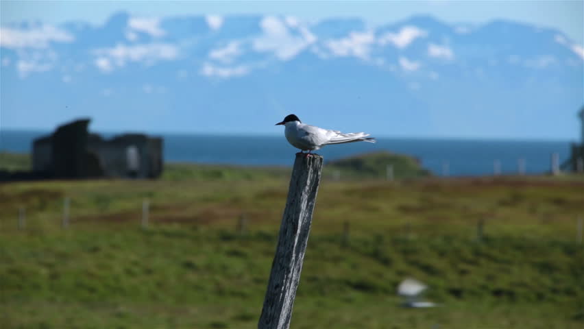 Arctic tern sitting on a fence post with ocean snowy mountains background Flatey Iceland