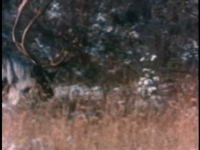Caribou butting antlers in the wild