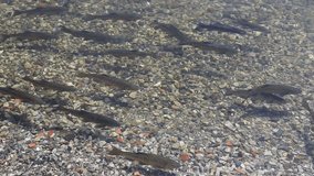 Little trout fish swimming in lake Como near Lecco city, Lombardy province, Italy