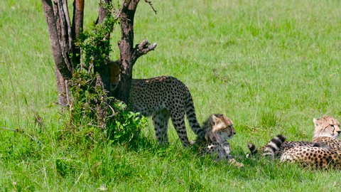 Three Cheetah Cubs Relaxing; Maasai Mara Kenya Africa