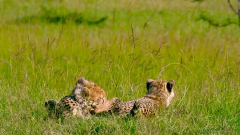 Cheetah Cubs Relaxing; Maasai Mara Kenya Africa