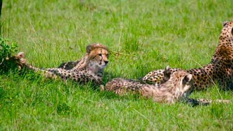 Cheetah Cubs Relaxing; Maasai Mara Kenya Africa