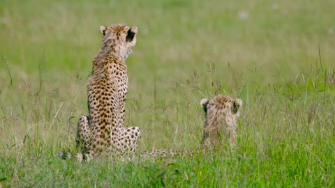 Cheetah Cubs Observing; Maasai Mara Kenya Africa