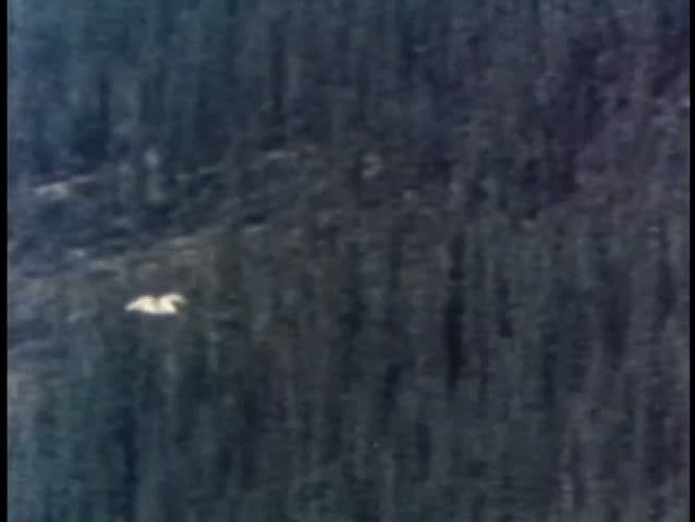 Bird flying above forest