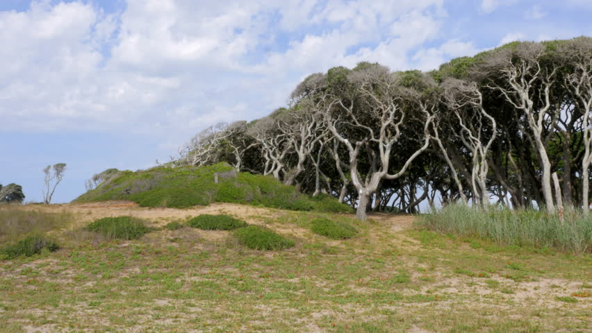 Group of Trees leaning to the right