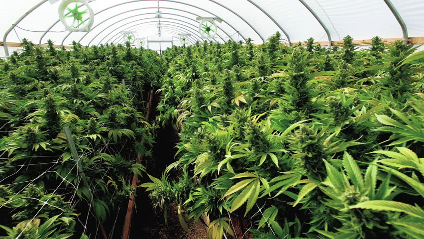 Budding Marijuana Plants Stabilized Panning Shot Inside Grow Tent