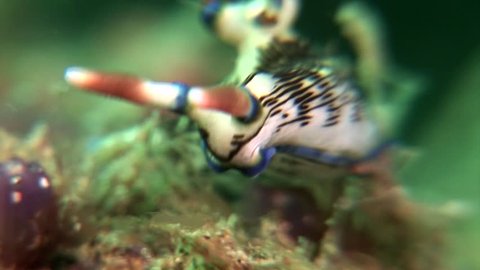 multi color nudibranch scuba diving philippines 