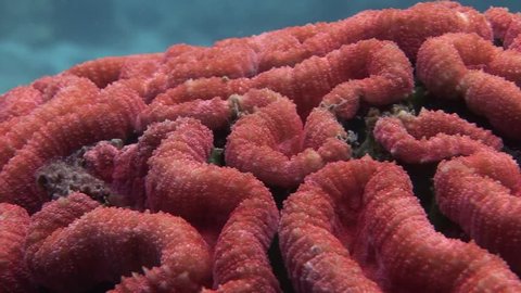 red brain coral scuba diving Philippines 