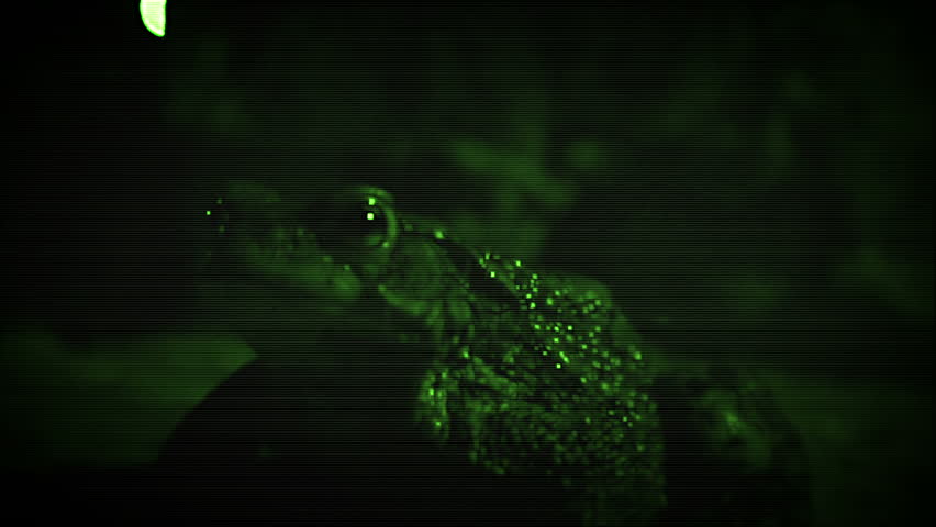 Close-up wet slick frog shimmers in the moonlight. Night vision