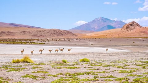alpaca in bolivia