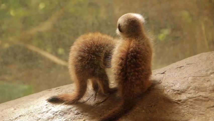 Baby Meerkats at the zoo