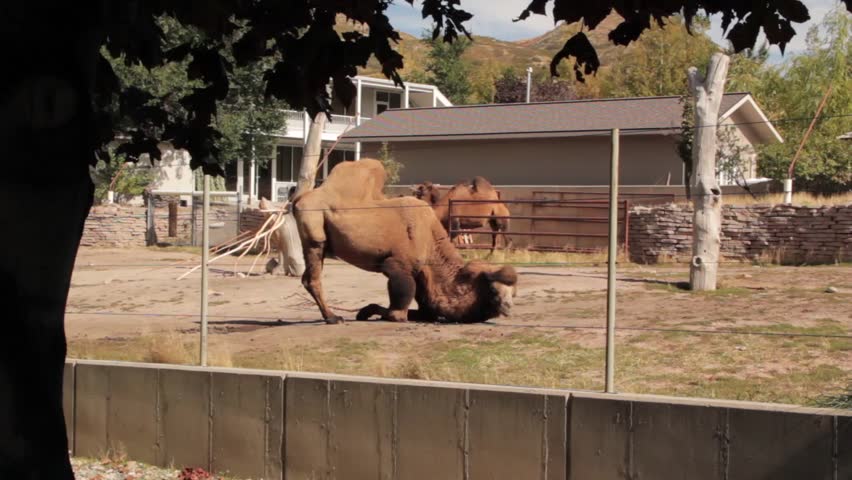 A camel in captivity