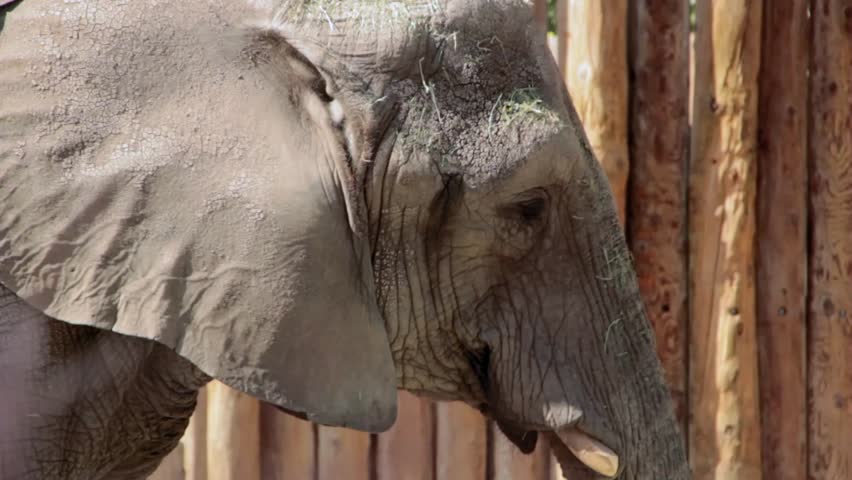 An African Elephant at the Zoo