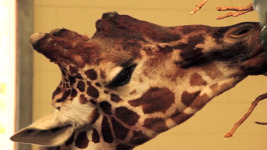 A giraffe at the zoo eating