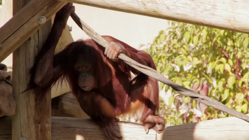 Orangutan chewing on garbage at the zoo